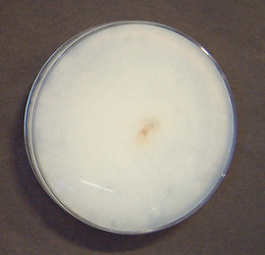 Ganoderma lucidum2(GAL-8346)